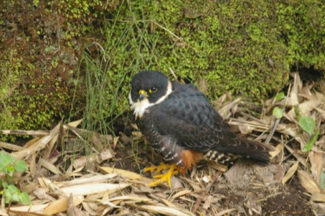 Bat Falcon - photo by J. Seigel